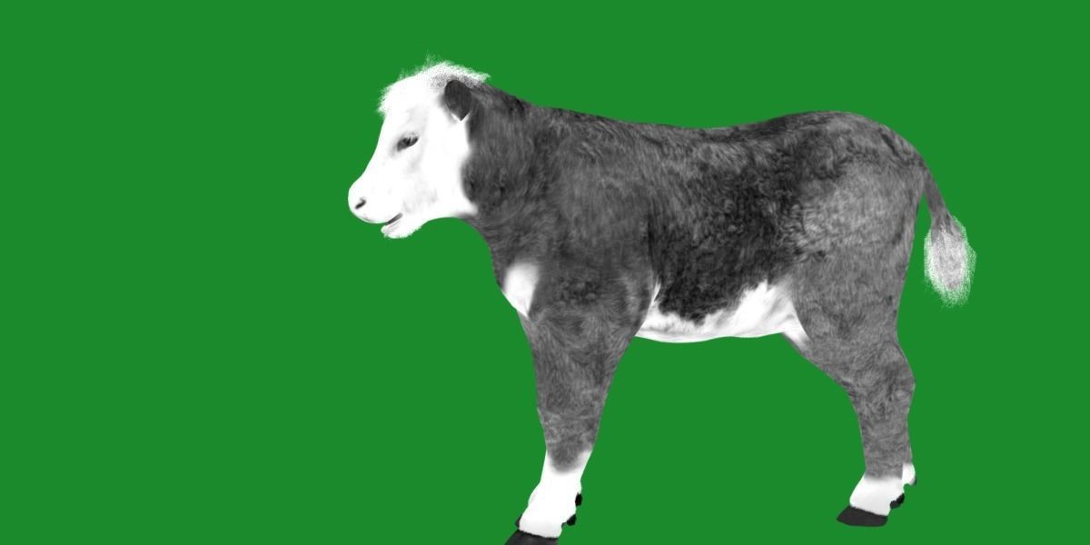 Hereford Cattle Calf Low-poly 3D model_13