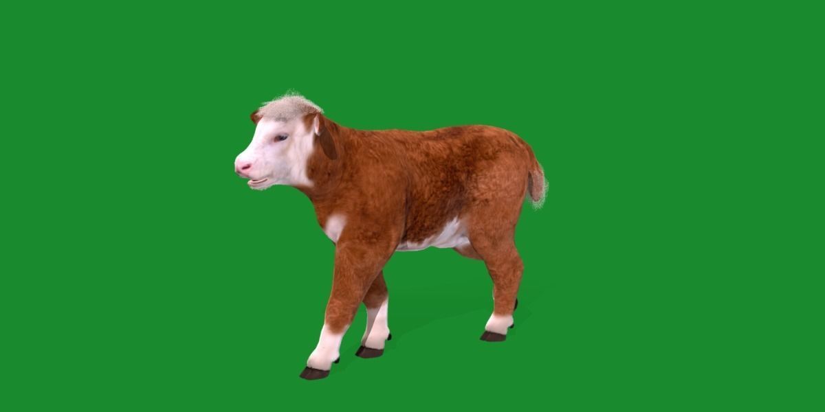Hereford Cattle Calf Low-poly 3D model_21
