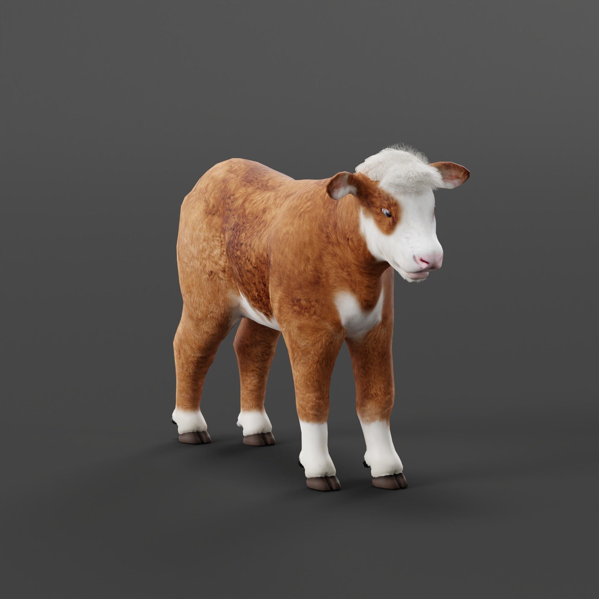 Hereford Cattle Calf Low-poly 3D model_3