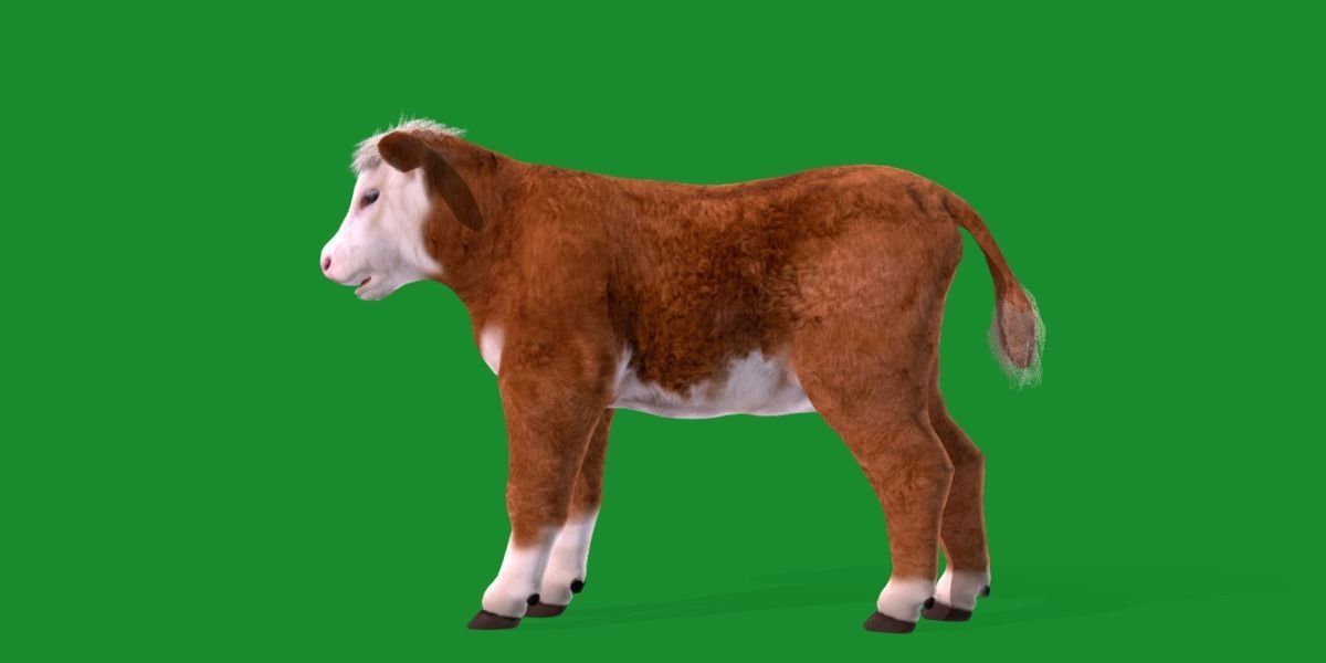 Hereford Cattle Calf Low-poly 3D model_10