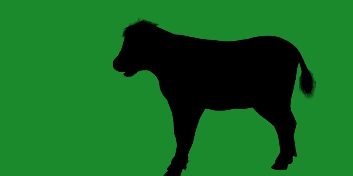 Hereford Cattle Calf Low-poly 3D model_12