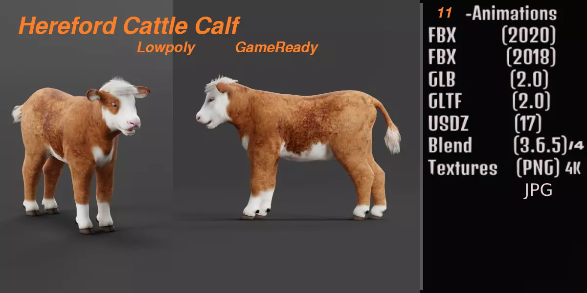 Hereford Cattle Calf Low-poly 3D model_0