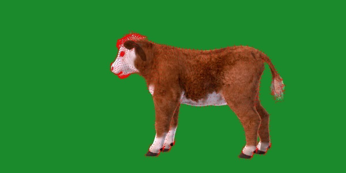 Hereford Cattle Calf Low-poly 3D model_18