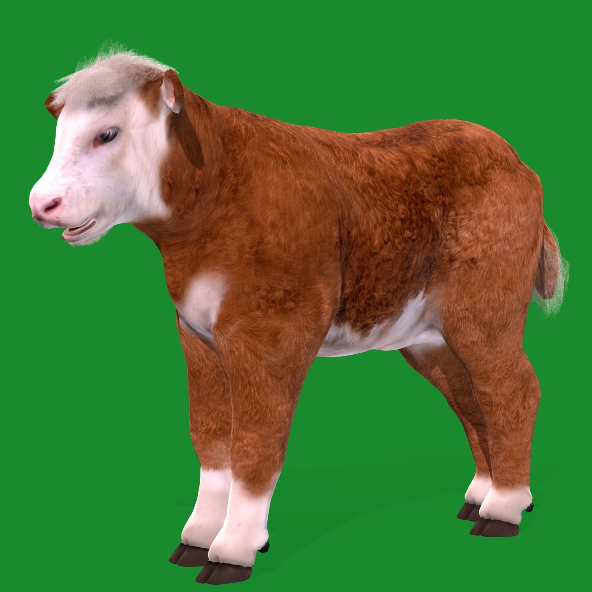 Hereford Cattle Calf Low-poly 3D model_24