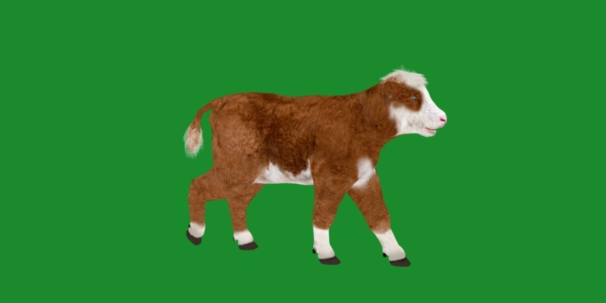 Hereford Cattle Calf Low-poly 3D model_27