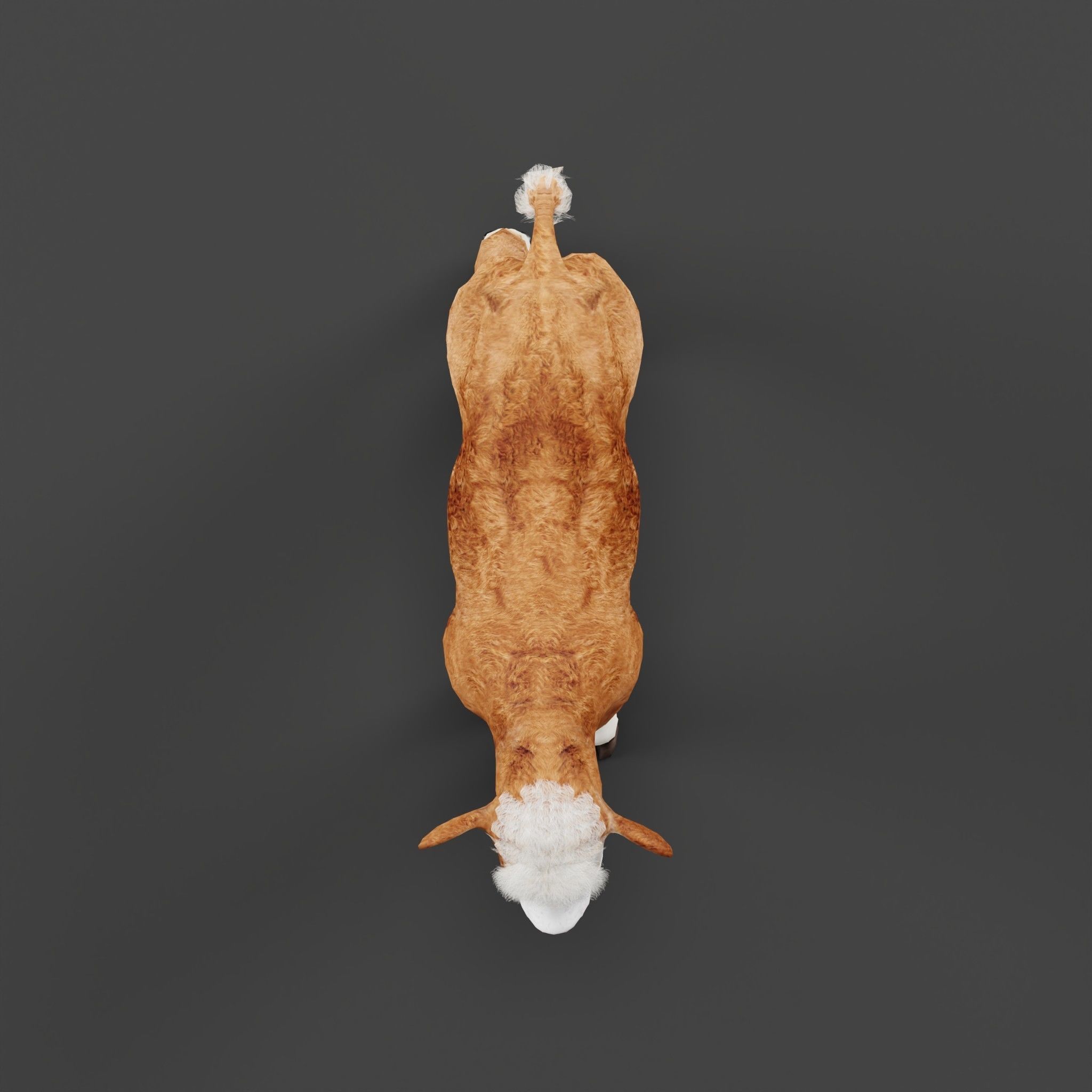 Hereford Cattle Calf Low-poly 3D model_6