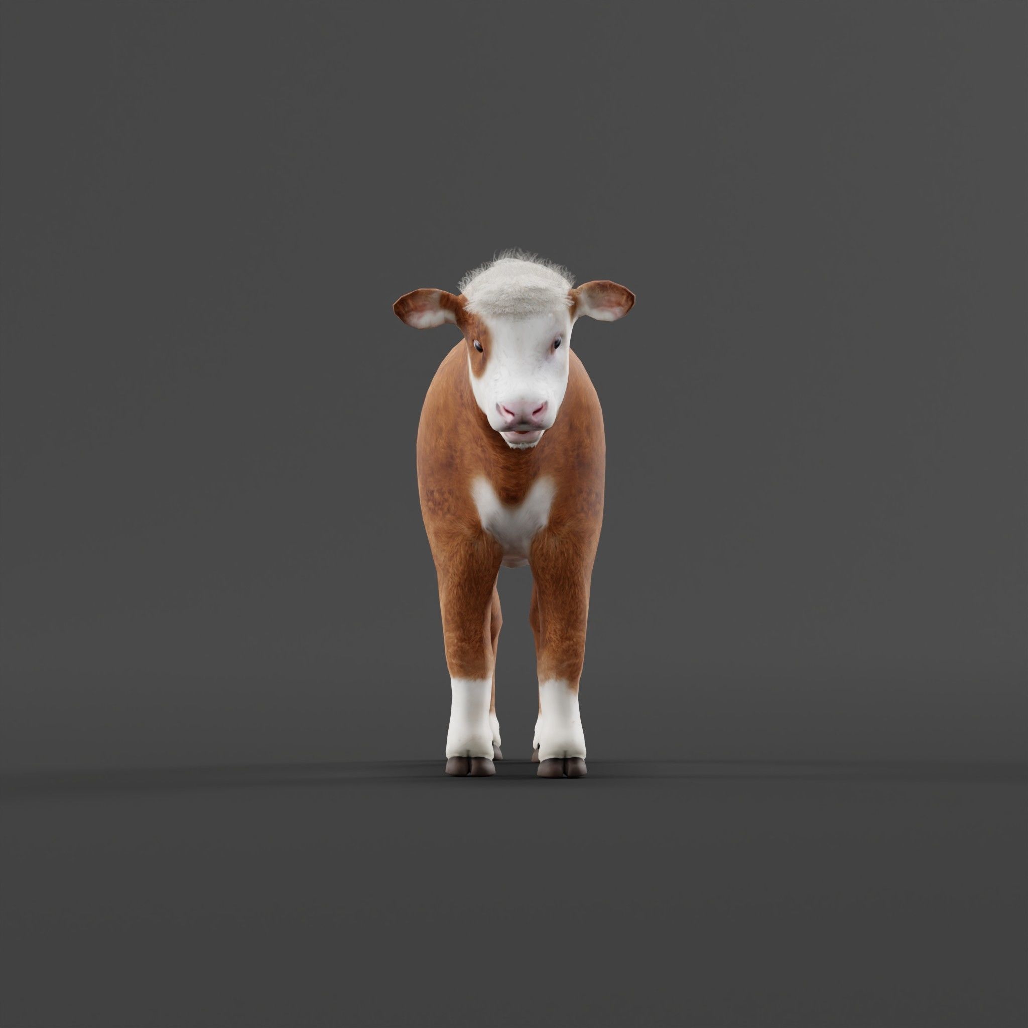 Hereford Cattle Calf Low-poly 3D model_4