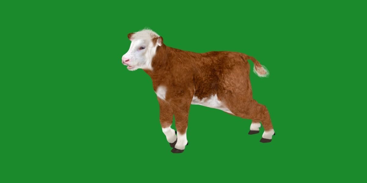 Hereford Cattle Calf Low-poly 3D model_29