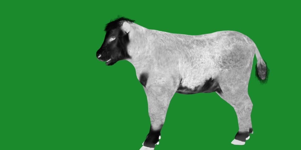 Hereford Cattle Calf Low-poly 3D model_11