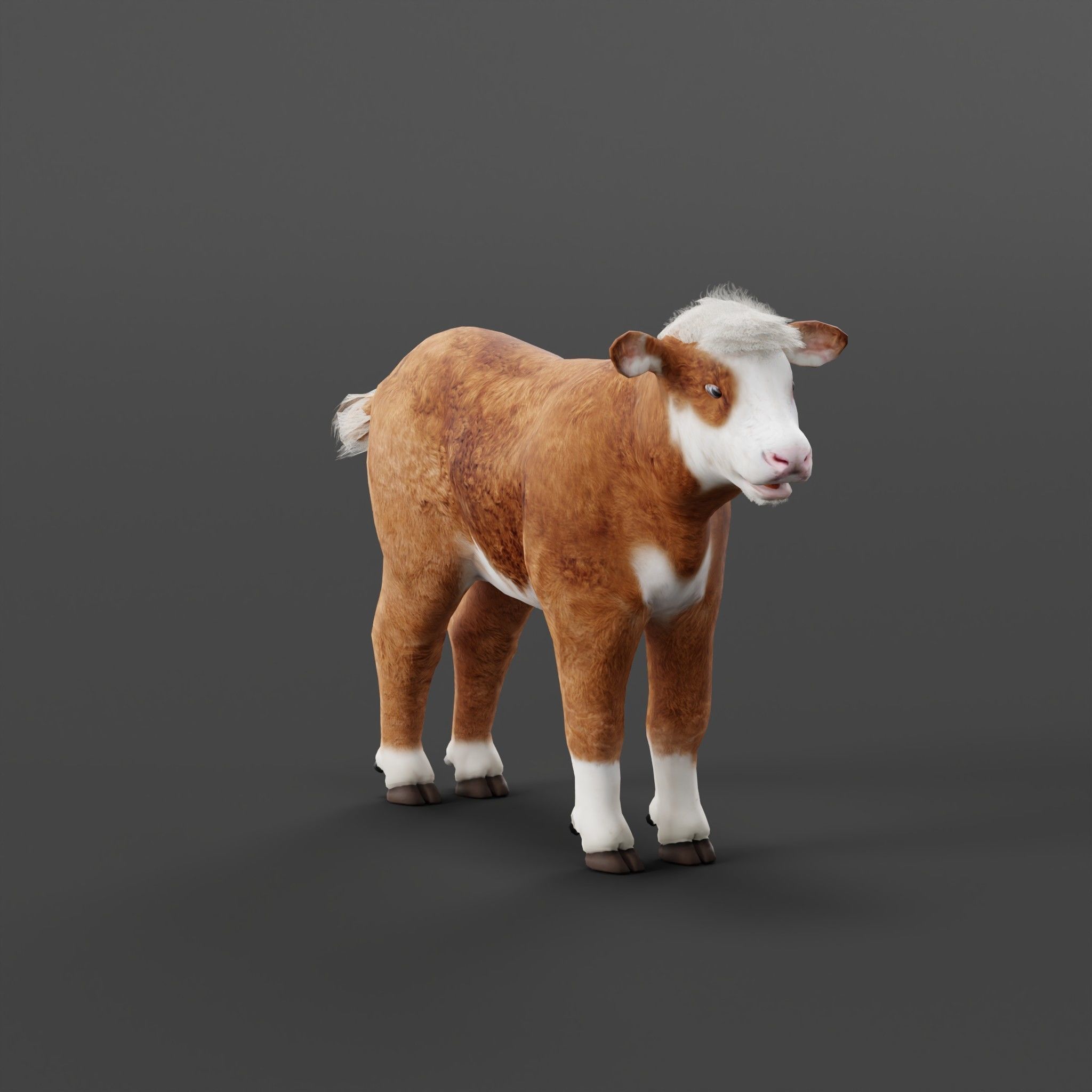 Hereford Cattle Calf Low-poly 3D model_8