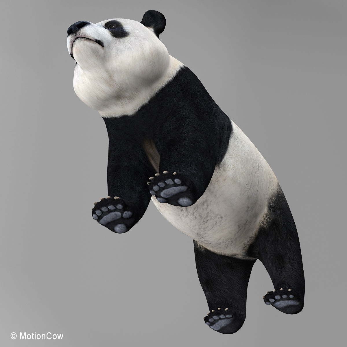 Panda Bear 3D model_15