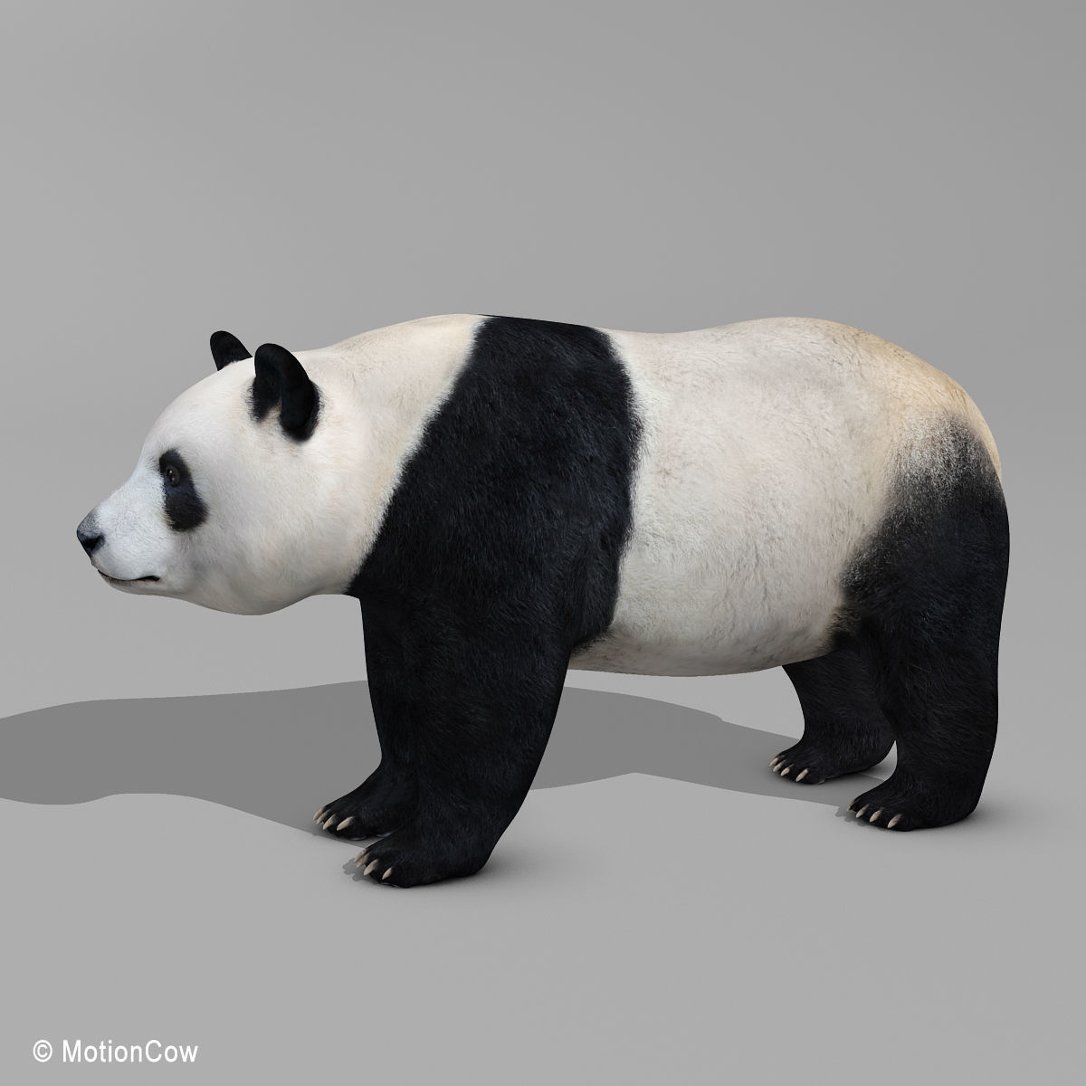 Panda Bear 3D model_4