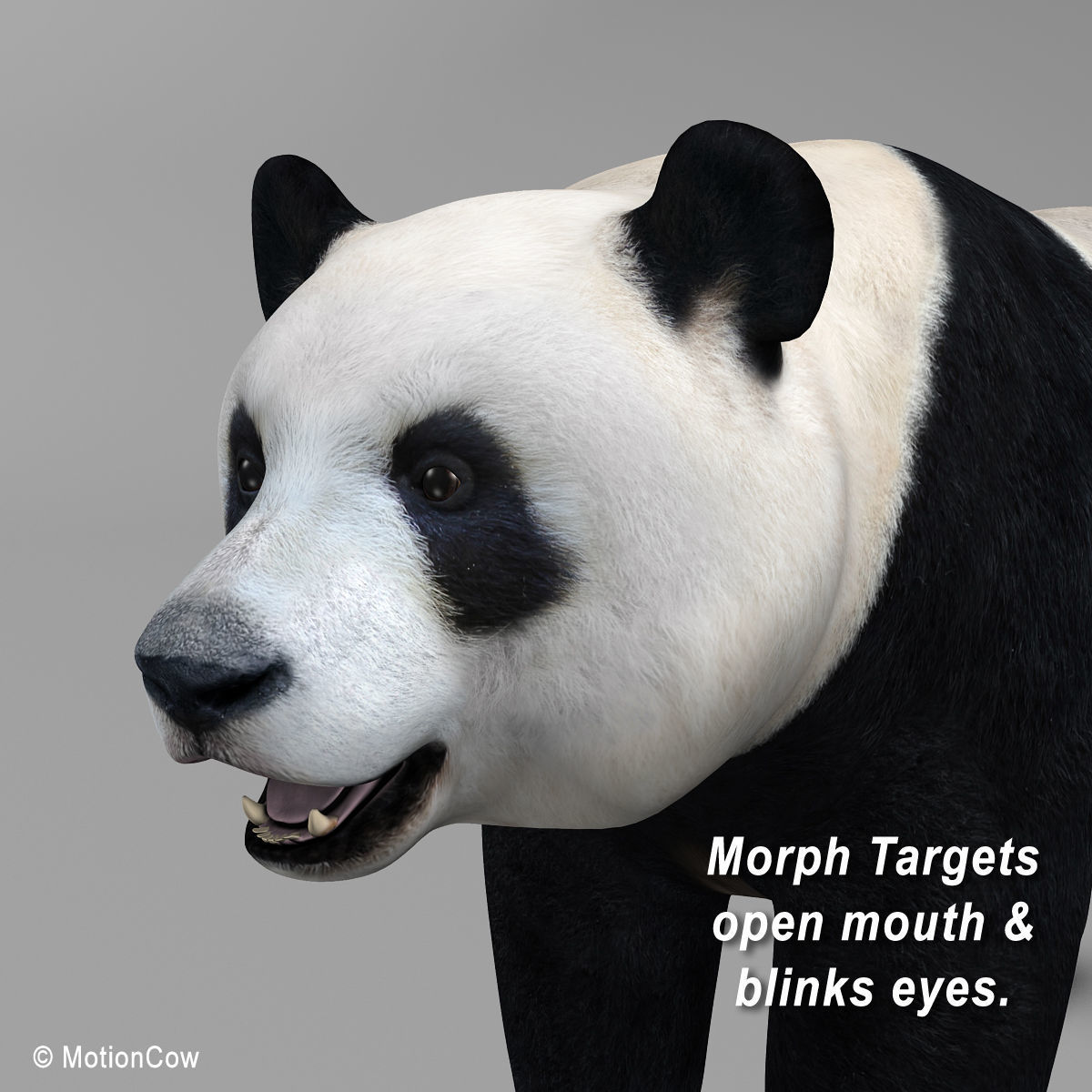 Panda Bear 3D model_8