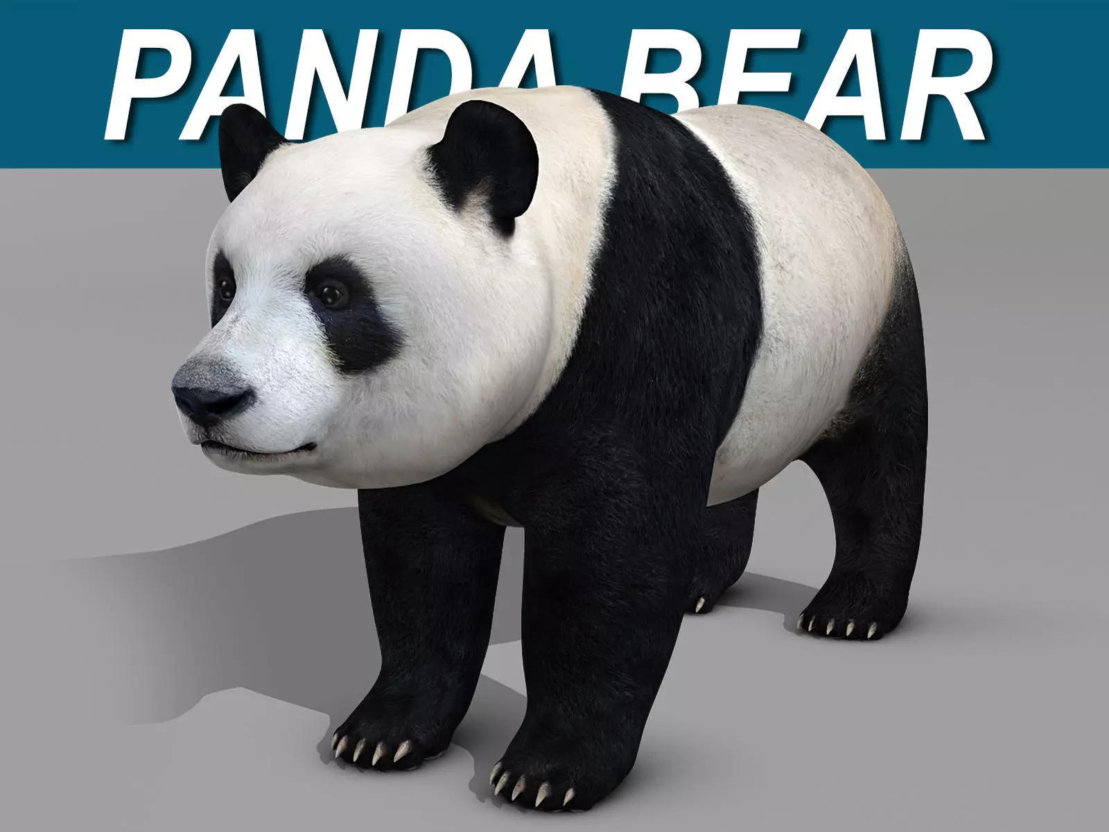 Panda Bear 3D model_0