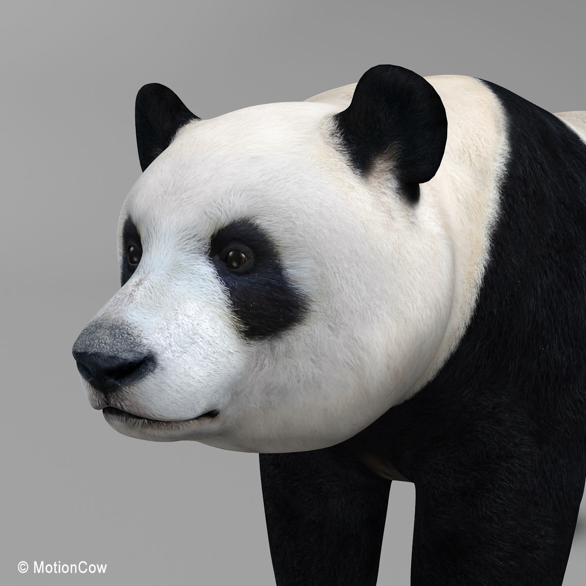 Panda Bear 3D model_7