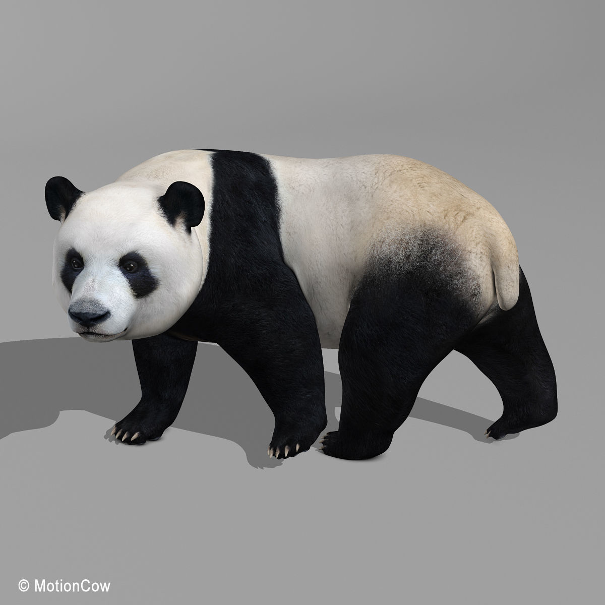 Panda Bear 3D model_11