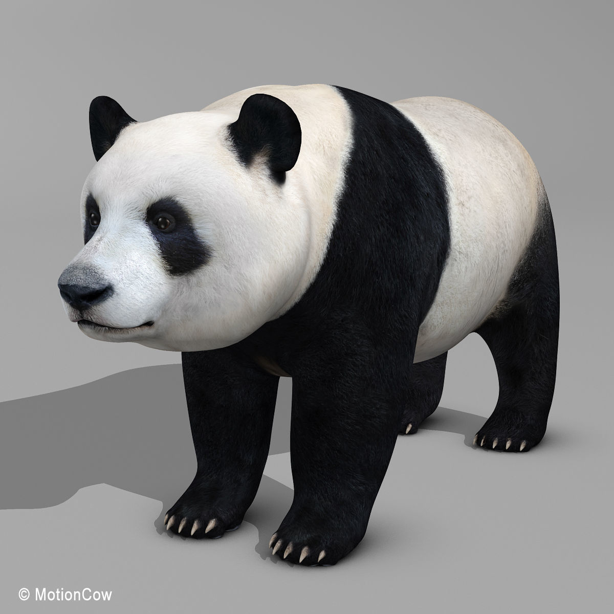 Panda Bear 3D model_6