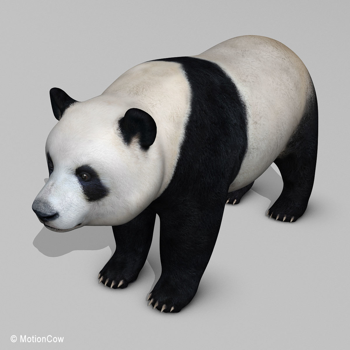 Panda Bear 3D model_14