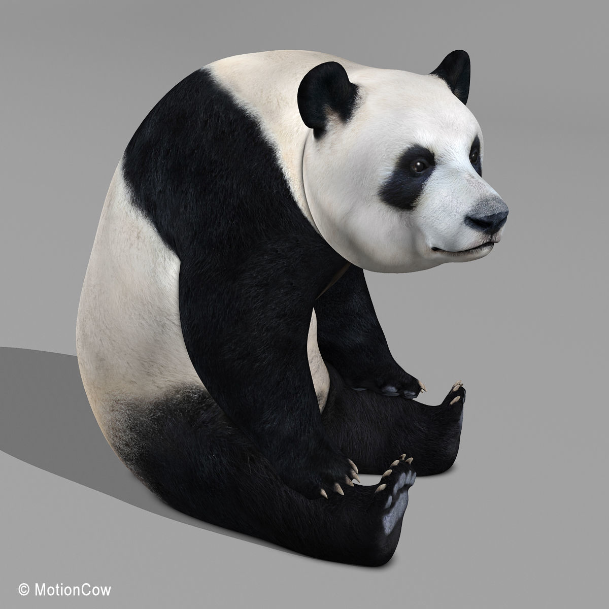 Panda Bear 3D model_9