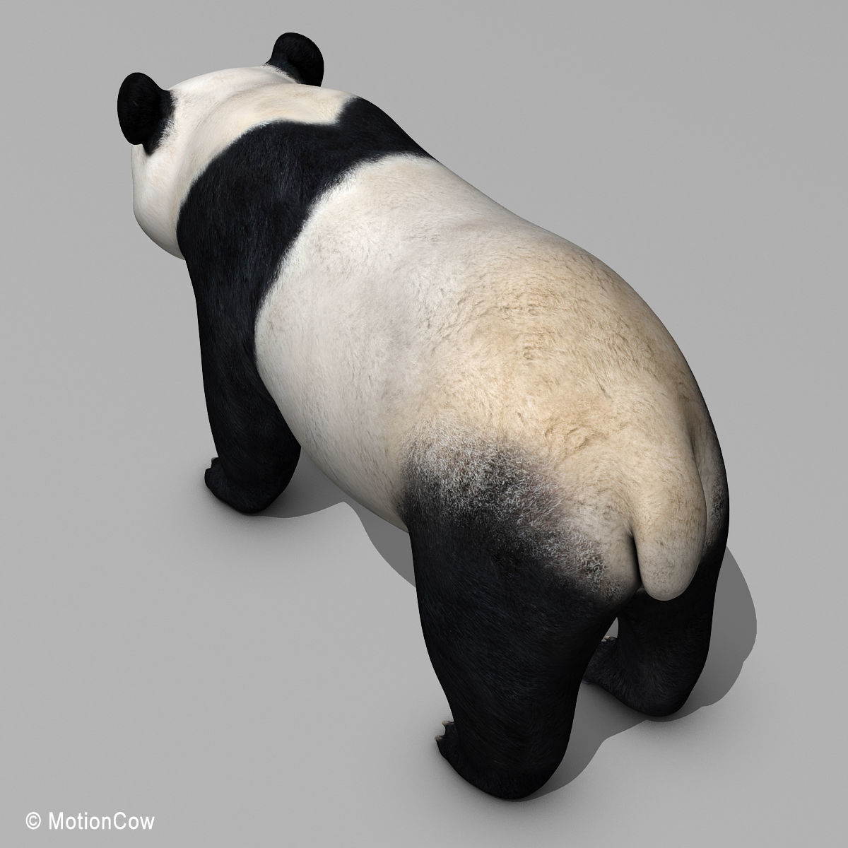 Panda Bear 3D model_13