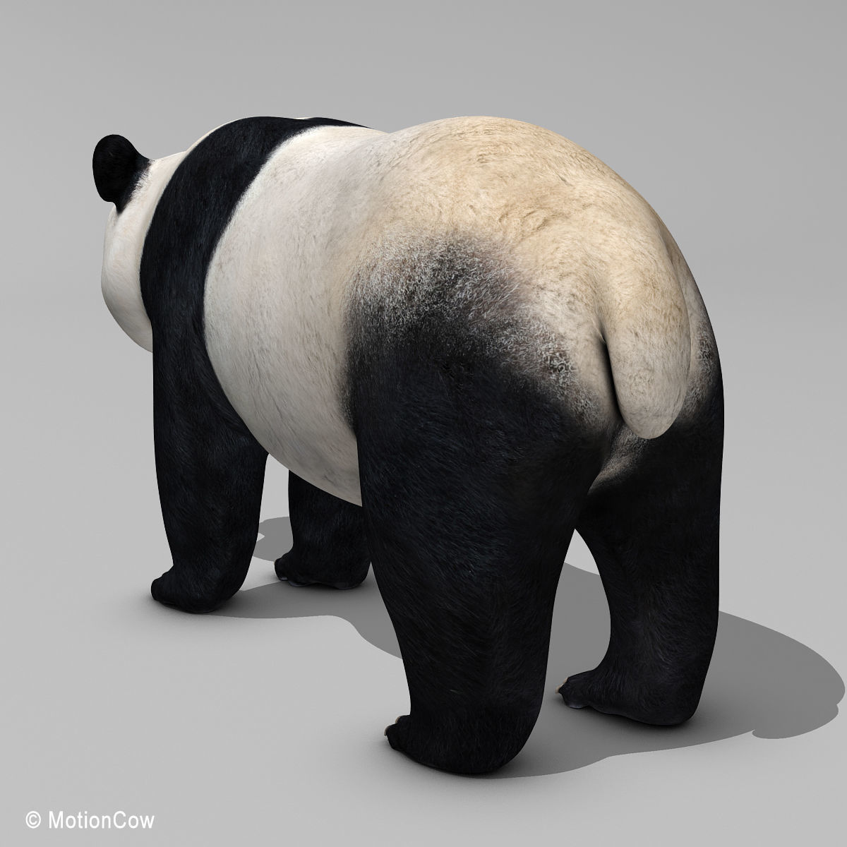 Panda Bear 3D model_12