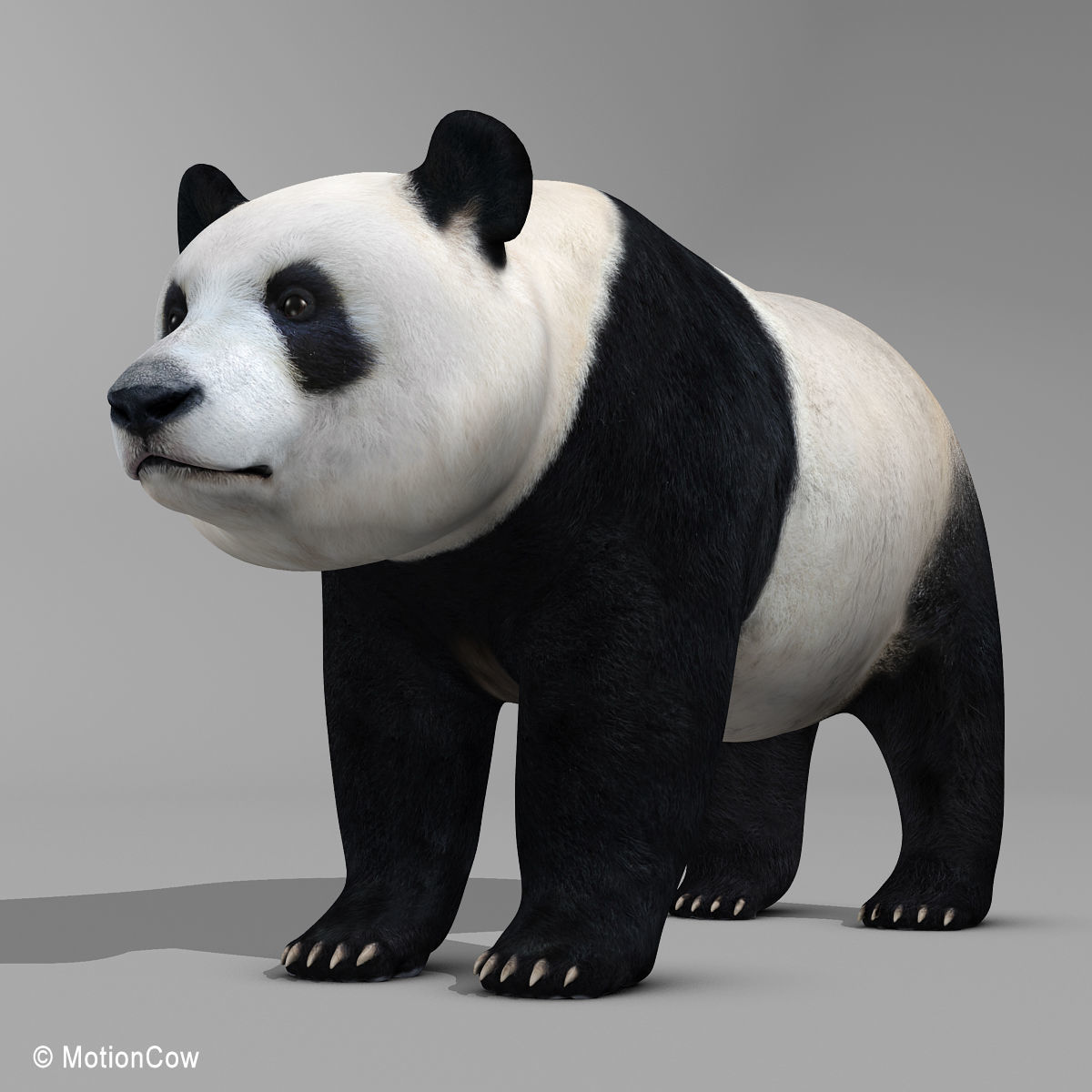 Panda Bear 3D model_2