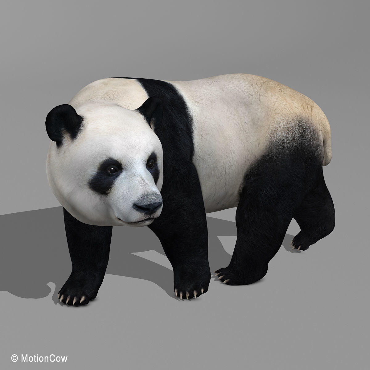 Panda Bear 3D model_10