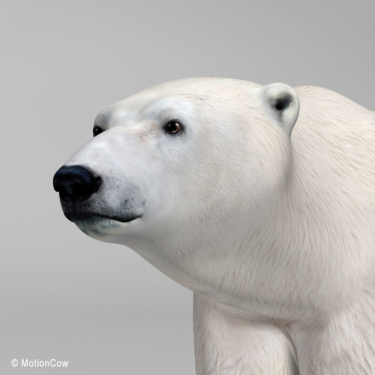 Polar Bear 3D model_9