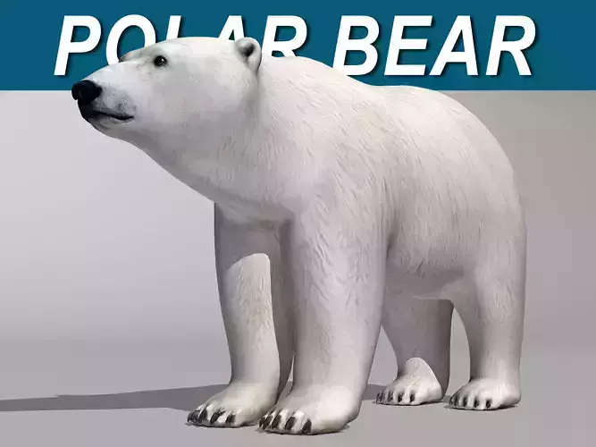 Polar Bear