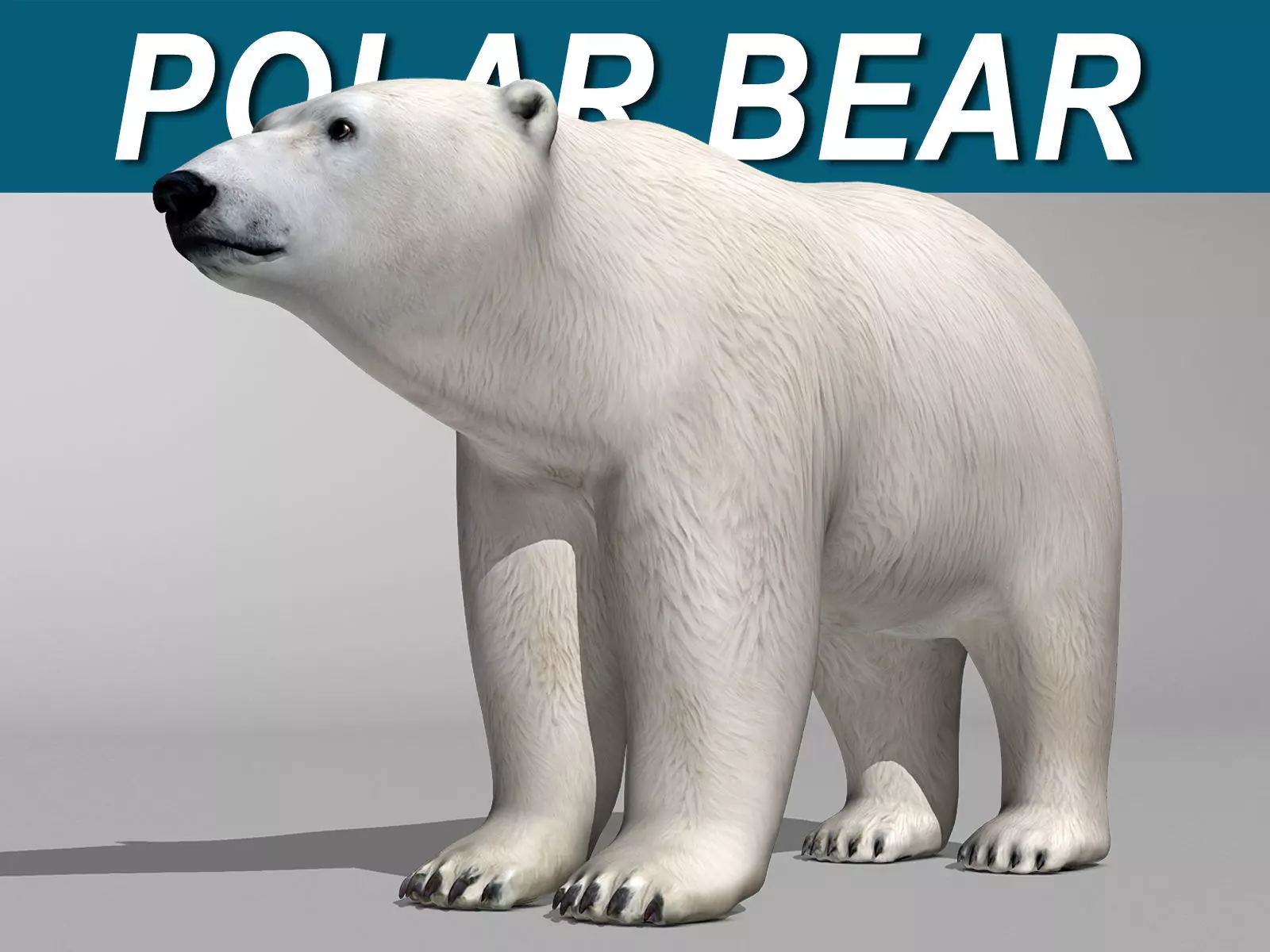 Polar Bear 3D model_0