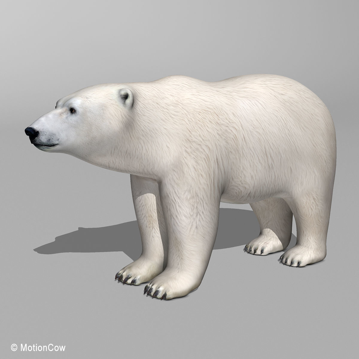 Polar Bear 3D model_2
