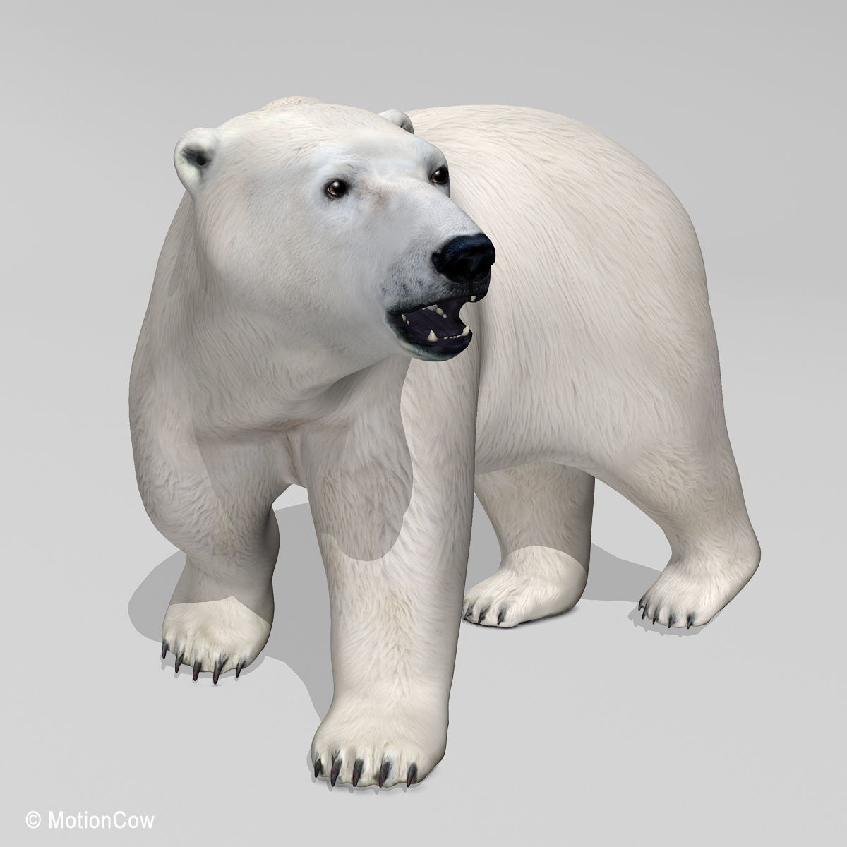 Polar Bear 3D model_4