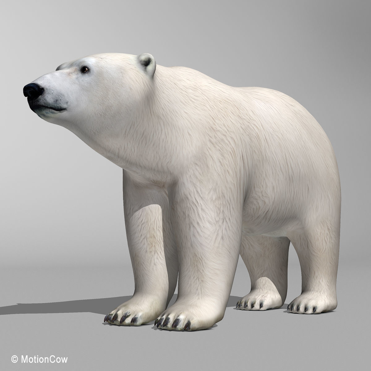 Polar Bear 3D model_14