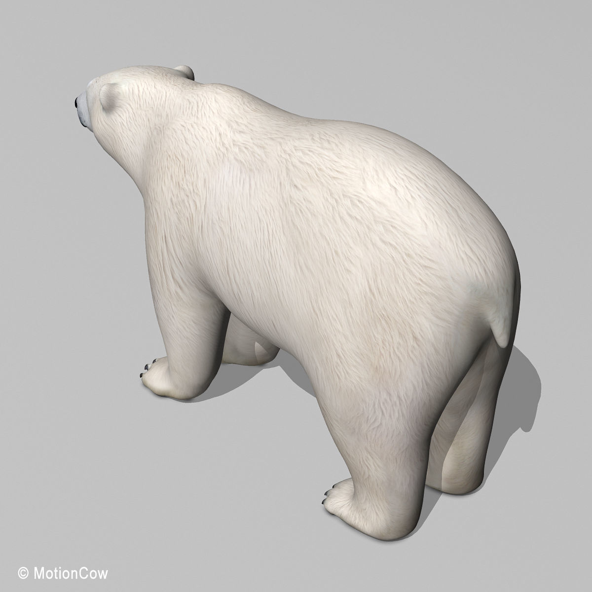 Polar Bear 3D model_11