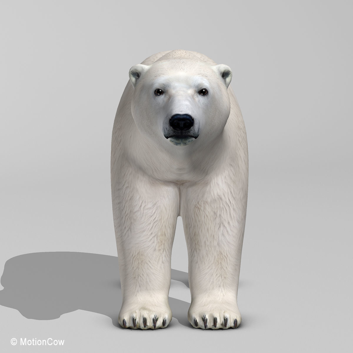 Polar Bear 3D model_7