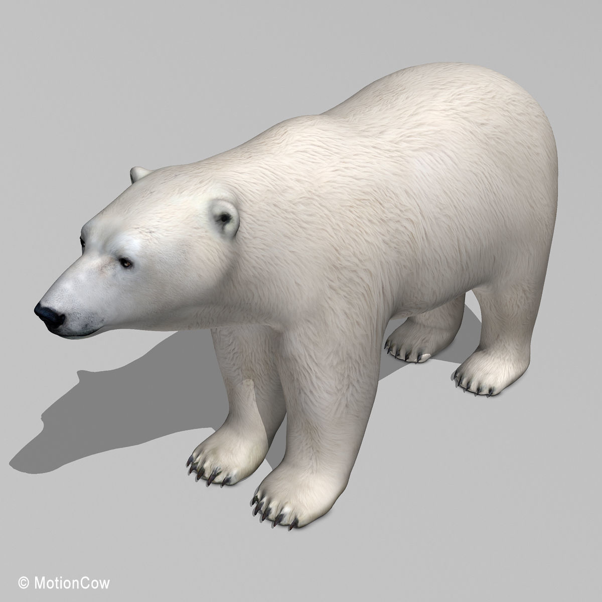 Polar Bear 3D model_12