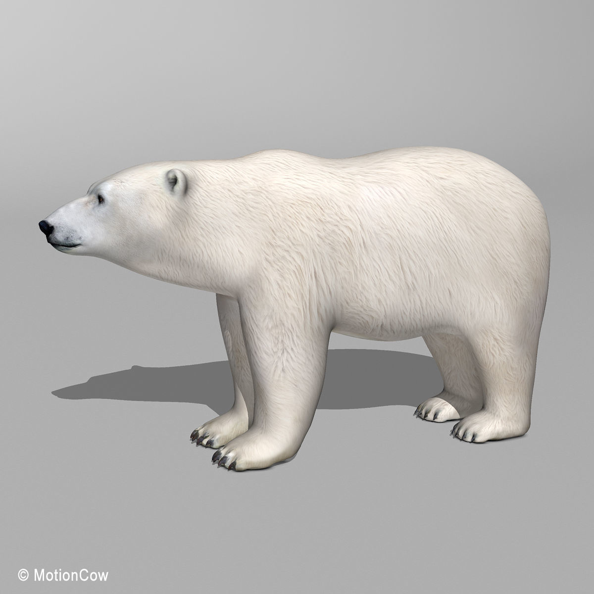 Polar Bear 3D model_6