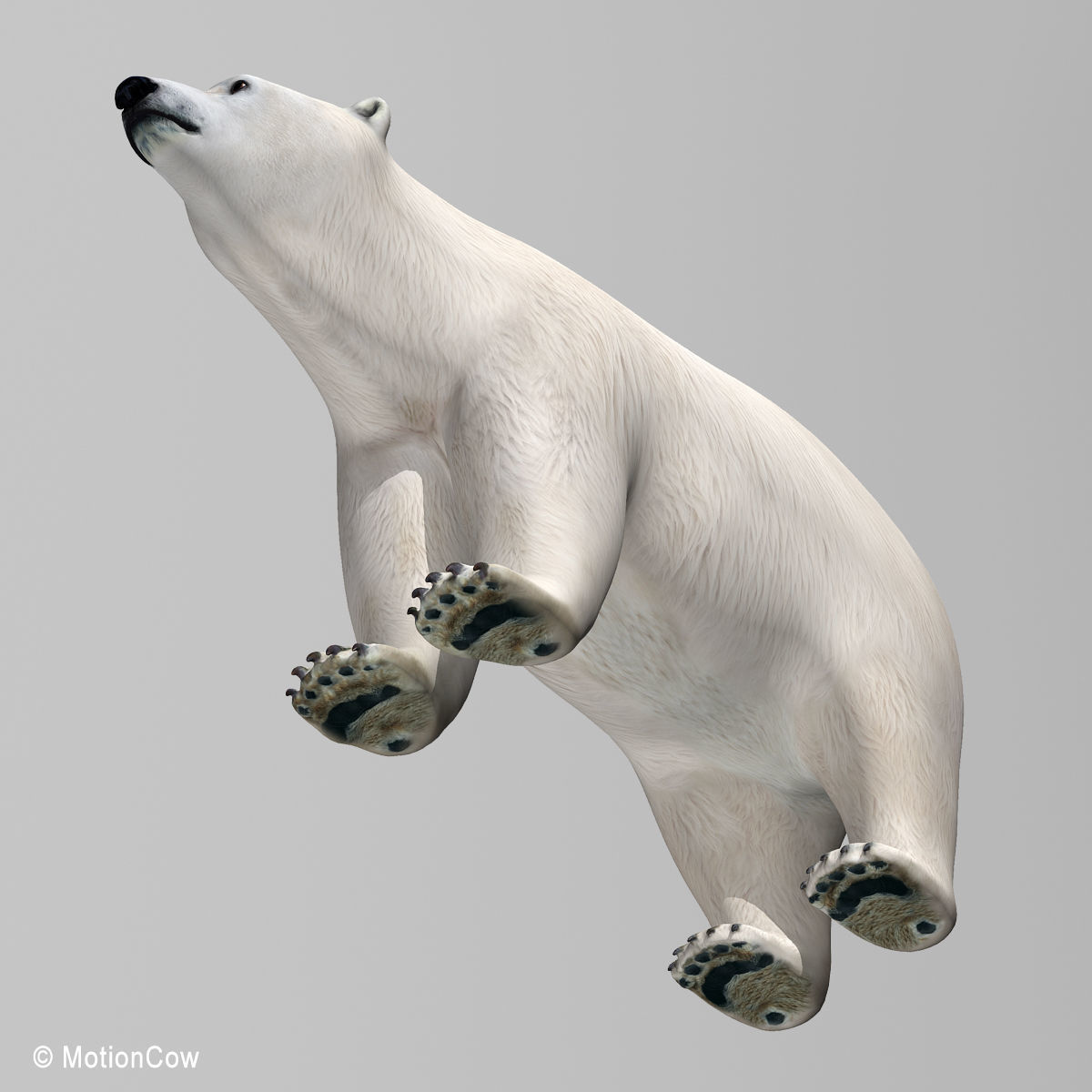 Polar Bear 3D model_13