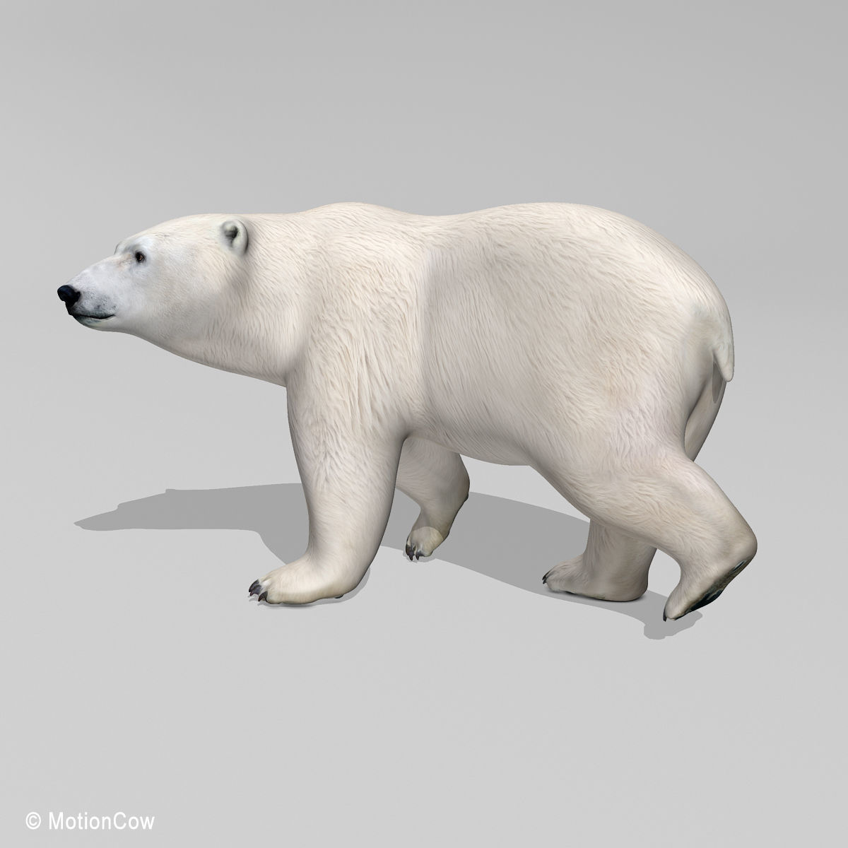 Polar Bear 3D model_5