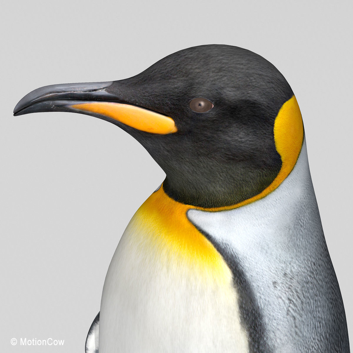 Penguin - King 3D model_15