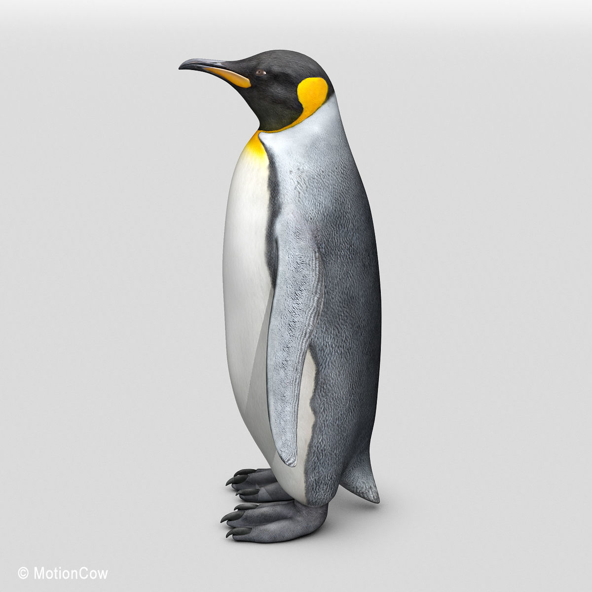 Penguin - King 3D model_2