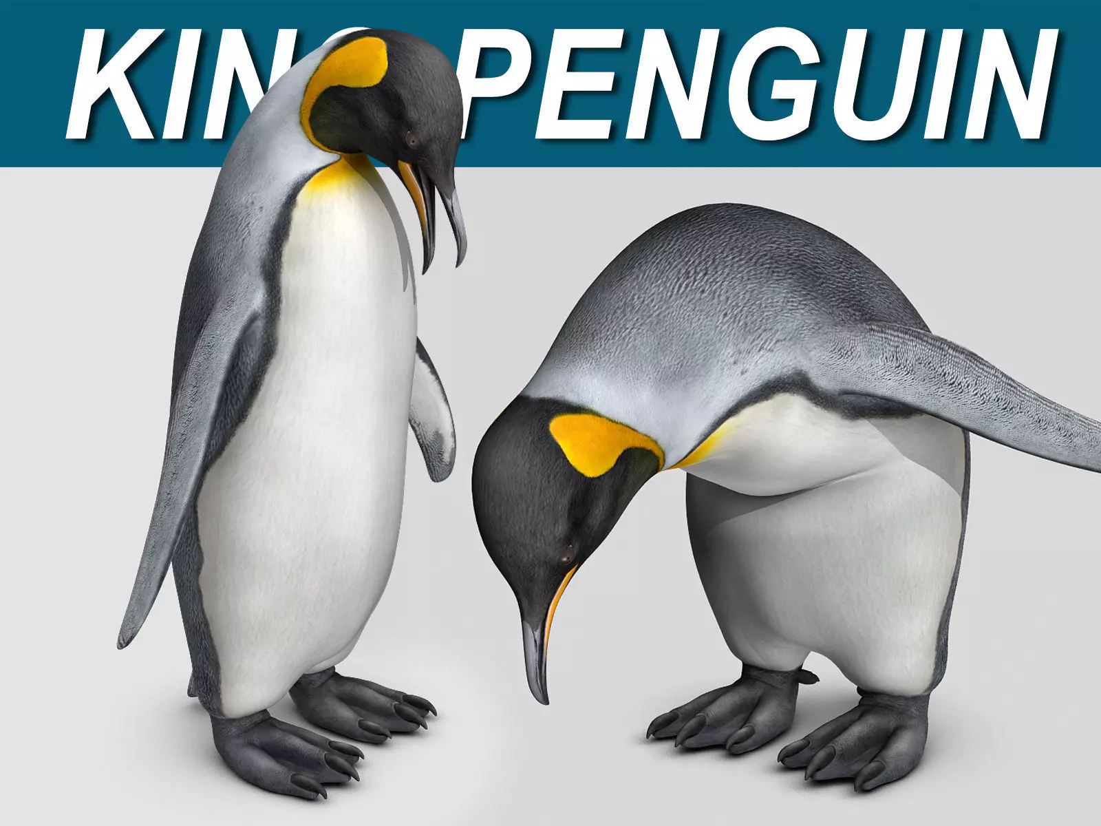 Penguin - King 3D model_0
