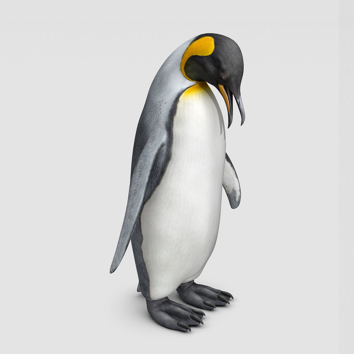 Penguin - King 3D model_9