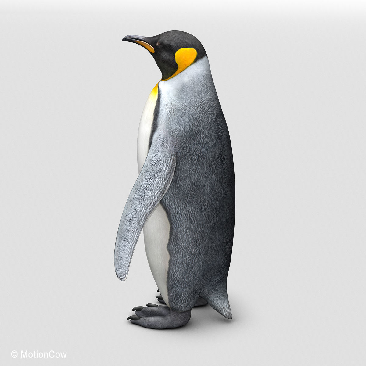 Penguin - King 3D model_1