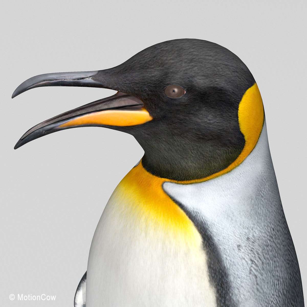 Penguin - King 3D model_16