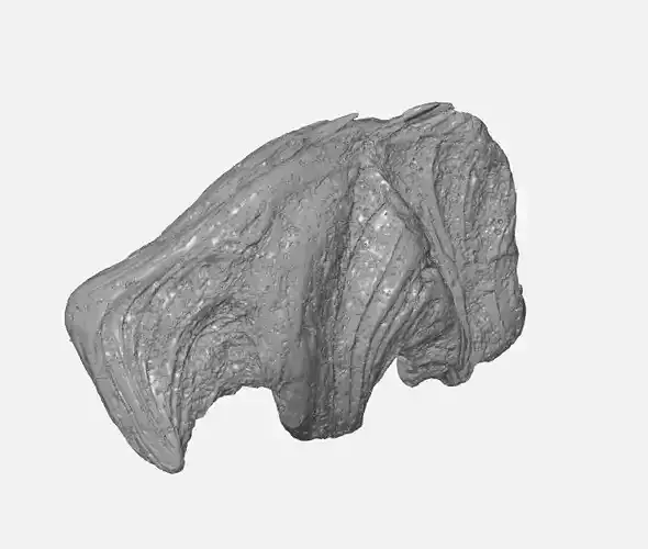 DRIFTWOOD HIGH QUALITY 3D 