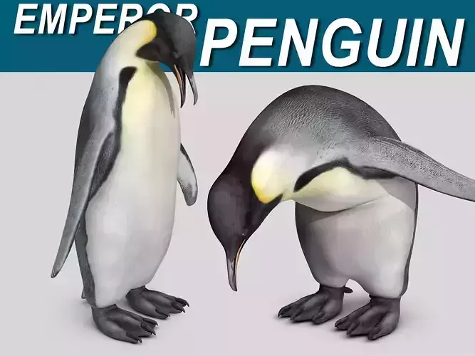 Penguin - Emperor 3D model