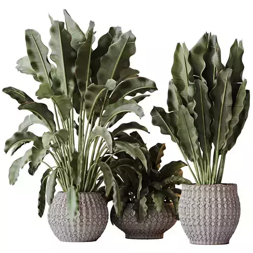 Plants Ravenala Banana Strelitzia Nicolai Bird Of Paradise Set03 3D model