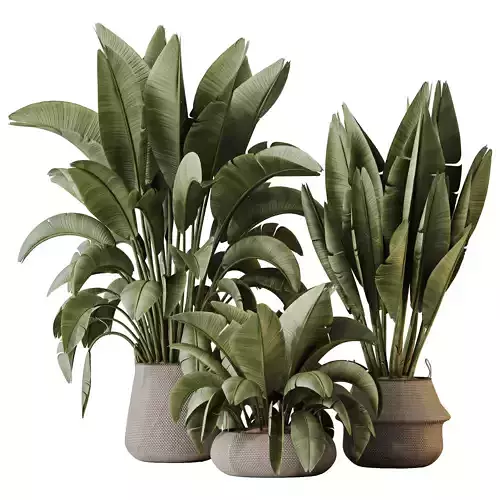 Plants Ravenala Banana Strelitzia Nicolai Bird Of Paradise Set04 3D model