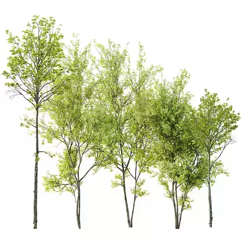 spring trees Acer Pseudoplatanus and Acer Saccharinum